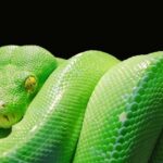 Python Development Essentials